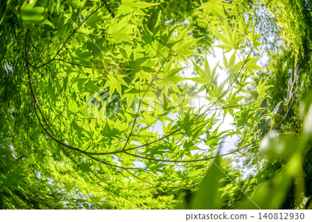宮瀨湖濱公園的春天:嫩綠的楓葉,陽光透過樹葉灑下斑駁的光影(神奈川縣) 宮瀨湖濱公園的春天:嫩綠的楓葉,陽光透過樹葉灑下斑駁的光影(神奈川縣) 140812930