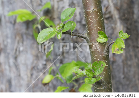 Young Green Shoots Sprouting from a Slender Tree Trunk 140812931