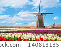 A spring tulip field with a view of the blue sky and windmills. 140813135
