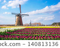 A spring scene of colorful tulip fields and windmills. 140813136
