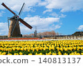 A spring landscape featuring fields of yellow tulips and windmills. 140813137