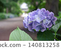 繡球花盛開在雨季的清除 140813258