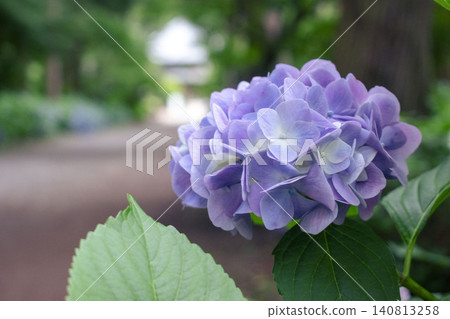 繡球花盛開在雨季的清除 繡球花盛開在雨季的清除 140813258