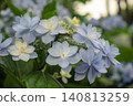 藍色繡球花 140813259