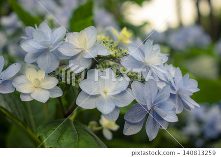 藍色繡球花 140813259