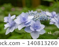 藍色繡球花 140813260