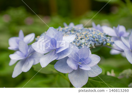 藍色繡球花 藍色繡球花 140813260
