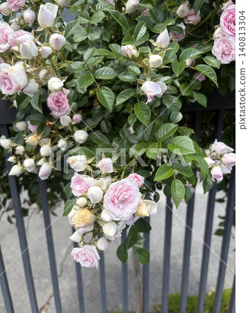 A garden scene in early summer, adorned with pale pink climbing roses along the fence. A garden scene in early summer, adorned with pale pink climbing roses along the fence. 140813304
