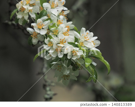 Malus sieboldii flowers wet in the early summer wetlands 140813389