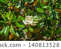 The large white flowers and glossy, beautiful green leaves of the Southern Magnolia bloom in early summer. 140813528