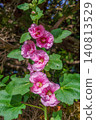 Beautiful pink hollyhock flowers blooming in the garden in early summer. 140813529