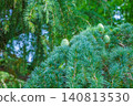 A close-up of the beautiful blue-green leaves and young cones (pine cones) of a Himalayan cedar. 140813530