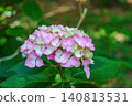 A close-up of a beautiful pink hydrangea that blooms in early summer. 140813531