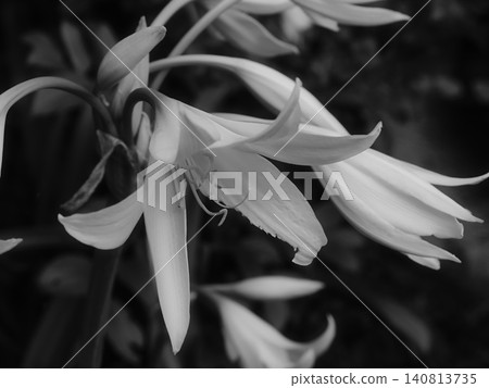 White lily flowers White lily flowers 140813735