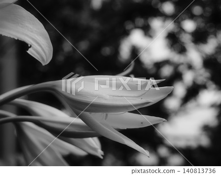 White lily flowers White lily flowers 140813736