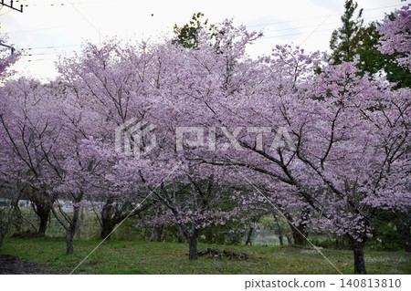 Cherry tree in full bloom Cherry tree in full bloom 140813810