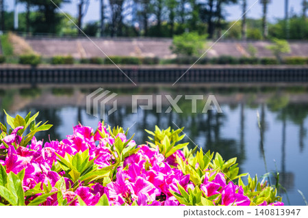 Vibrant pink azaleas blooming by the water's edge 140813947