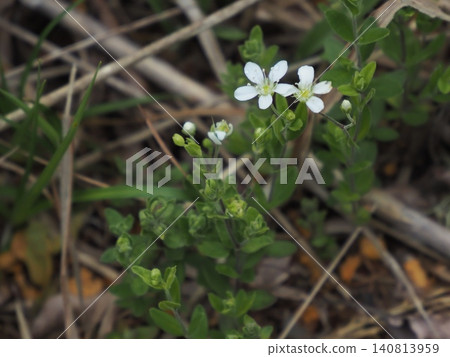 Large-flowered stellations blooming in the grassland Large-flowered stellations blooming in the grassland 140813959