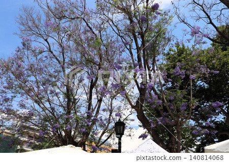 Jacaranda flowers in the old town of Athens, Greece, Europe Jacaranda flowers in the old town of Athens, Greece, Europe 140814068