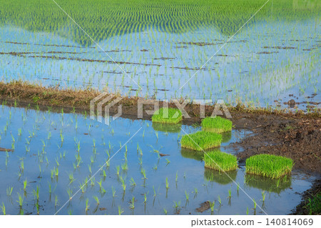 Rice field just finished planting 140814069