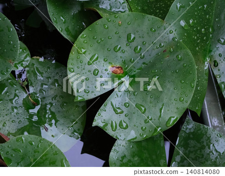 Rain-soaked aquatic plant leaves Rain-soaked aquatic plant leaves 140814080