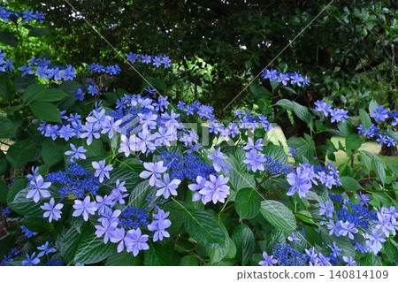 Blue hydrangea flower Blue hydrangea flower 140814109