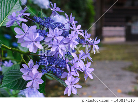 Blue hydrangea flower Blue hydrangea flower 140814110