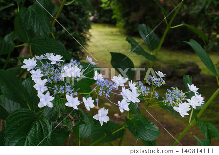 白花八仙花屬花 白花八仙花屬花 140814111