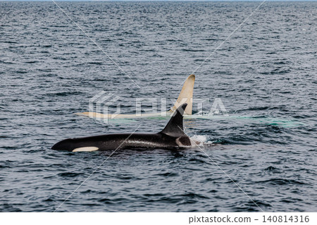 Wild orcas and a rare white orca swimming side-by-side in the sea off the coast of Rausu, Hokkaido. Wild orcas and a rare white orca swimming side-by-side in the sea off the coast of Rausu, Hokkaido. 140814316
