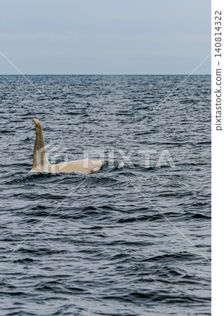 A blow from a globally rare white orca encountered off the coast of Shiretoko Rausu. A blow from a globally rare white orca encountered off the coast of Shiretoko Rausu. 140814322