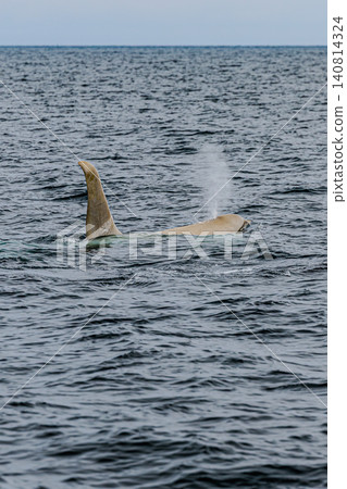 一頭野生白色虎鯨，巨大的背鰭露出海面。 140814324
