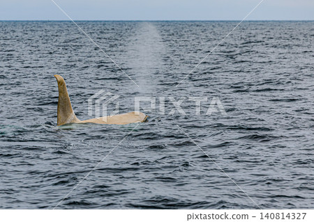 A rare albino wild orca belonging to the Delphinidae family of the Cetacea order. A rare albino wild orca belonging to the Delphinidae family of the Cetacea order. 140814327