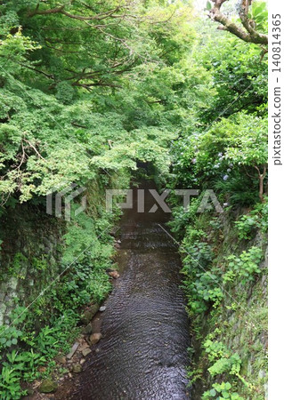 從裡光寺橋上看到的雨季二階堂川（神奈川縣鎌倉市二階堂） 140814365