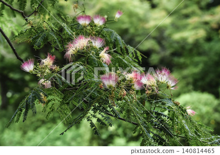 Flower tree flowers Flower tree flowers 140814465