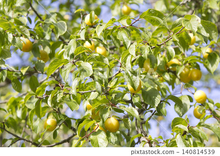 A Sun-Drenched Canopy Filled with Ripening Yellow Cherry Plums Hanging from Leafy Branches A Sun-Drenched Canopy Filled with Ripening Yellow Cherry Plums Hanging from Leafy Branches 140814539