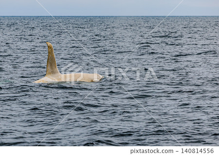 Wild white orcas swimming in the sea off Rausu Wild white orcas swimming in the sea off Rausu 140814556
