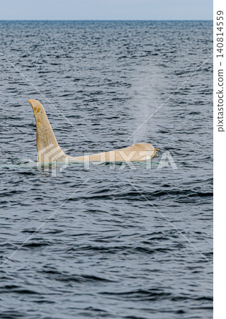 The large dorsal fin of the white orca exudes a wild, majestic presence. The large dorsal fin of the white orca exudes a wild, majestic presence. 140814559