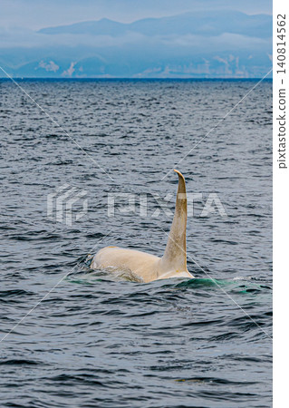 Wild white orcas roam the rich waters of Hokkaido. Wild white orcas roam the rich waters of Hokkaido. 140814562