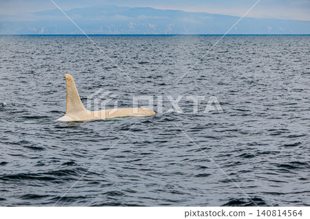 Wildlife off the coast of Rausu: Mysterious white orcas Wildlife off the coast of Rausu: Mysterious white orcas 140814564