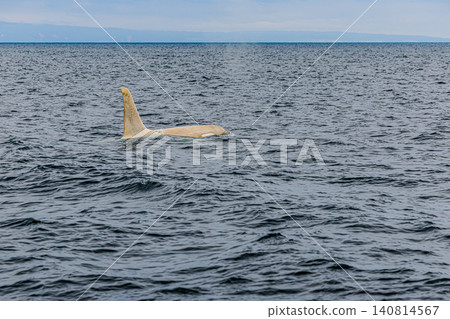 A rare wild white orca, symbolizing the magnificent nature of Shiretoko. A rare wild white orca, symbolizing the magnificent nature of Shiretoko. 140814567