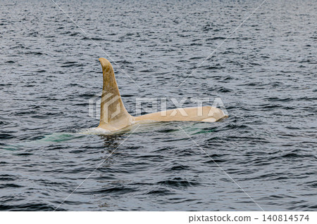 A globally rare white orca was encountered off the coast of Shiretoko-Rausu. A globally rare white orca was encountered off the coast of Shiretoko-Rausu. 140814574