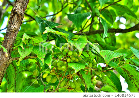 Green cornelian fruit (spring, May) Green cornelian fruit (spring, May) 140814575
