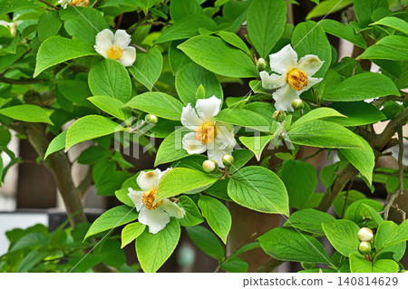 White summer camellia flowers (spring, May) White summer camellia flowers (spring, May) 140814629