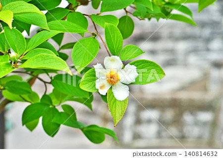 White summer camellia flowers (spring, May) White summer camellia flowers (spring, May) 140814632
