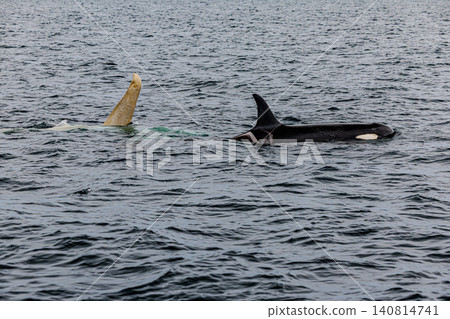 Wild orcas and white orcas swimming in the sea off Rausu Wild orcas and white orcas swimming in the sea off Rausu 140814741