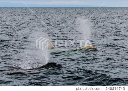 Wild killer whales and white orcas migrating in the seas off Hokkaido Wild killer whales and white orcas migrating in the seas off Hokkaido 140814743