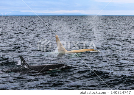 A rare wild white orca symbolizes the magnificent natural beauty of Shiretoko. A rare wild white orca symbolizes the magnificent natural beauty of Shiretoko. 140814747