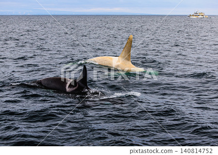 Wild orcas and white orcas appeared in the sea off Rausu, overlooking Kunashir Island. Wild orcas and white orcas appeared in the sea off Rausu, overlooking Kunashir Island. 140814752