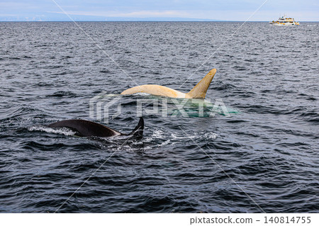 Wild orcas and a rare white orca swimming side-by-side in the sea off Rausu, Hokkaido. 140814755