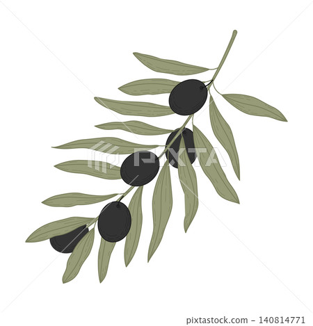 Stylized olive branch showing cluster of ripe dark fruit and narrow elongated leaves on thin stem, flat muted green palette on white background 140814771
